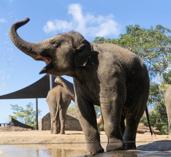 Taronga Zoo elephant - Essential Solutions